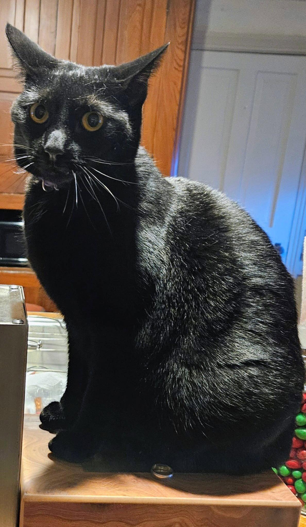 Minnie, a Adoptable Domestic Short Hair in Allentown, PA image 2/2