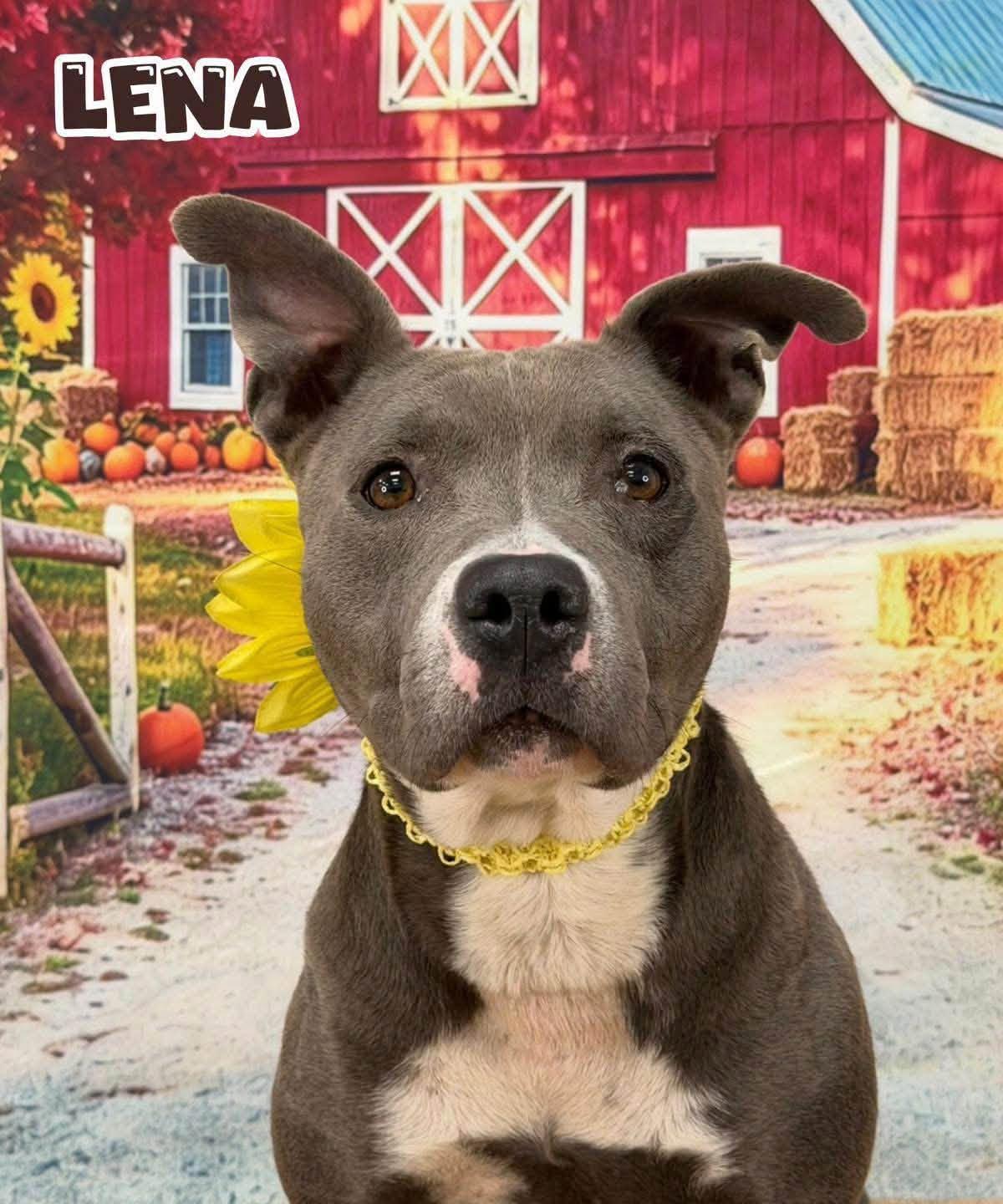 Enlarge Lena, a Adopted Mixed Breed in Flint, MI image 1/1