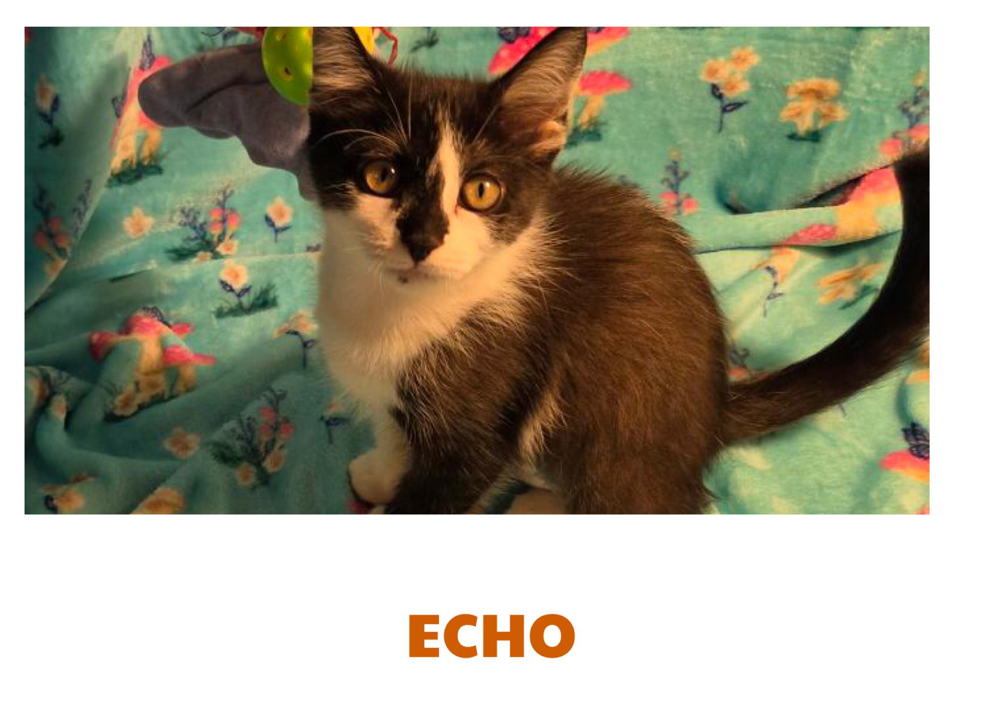 Enlarge Echo, a Adoptable Domestic Short Hair in Warren, OH image 1/1