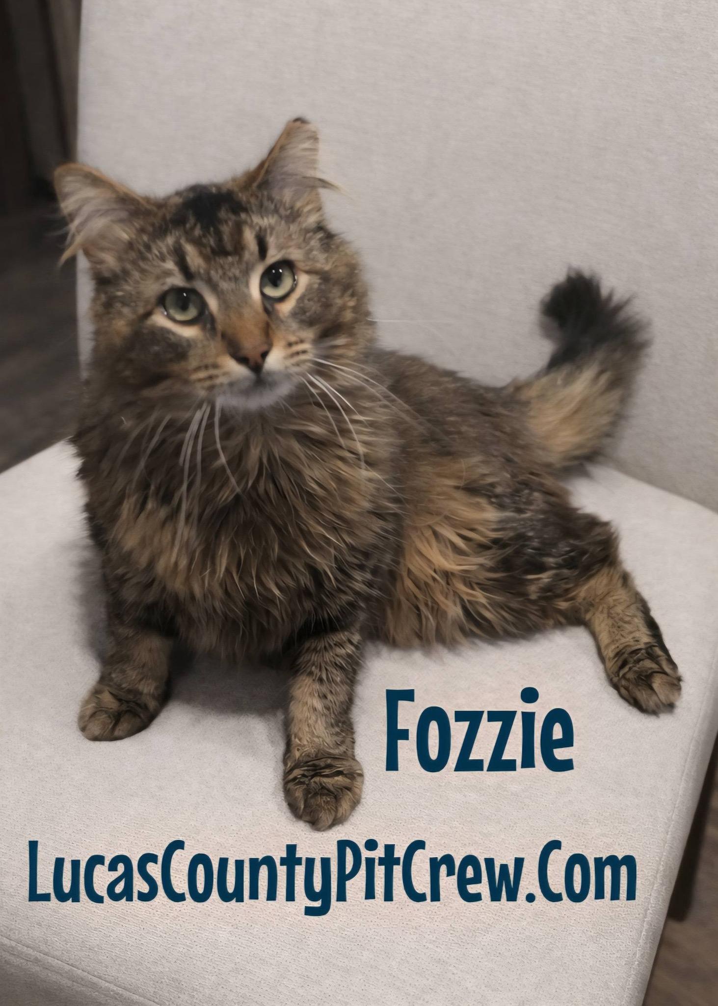 Fozzie, adopted, Young Male Tabby & Domestic Long Hair.