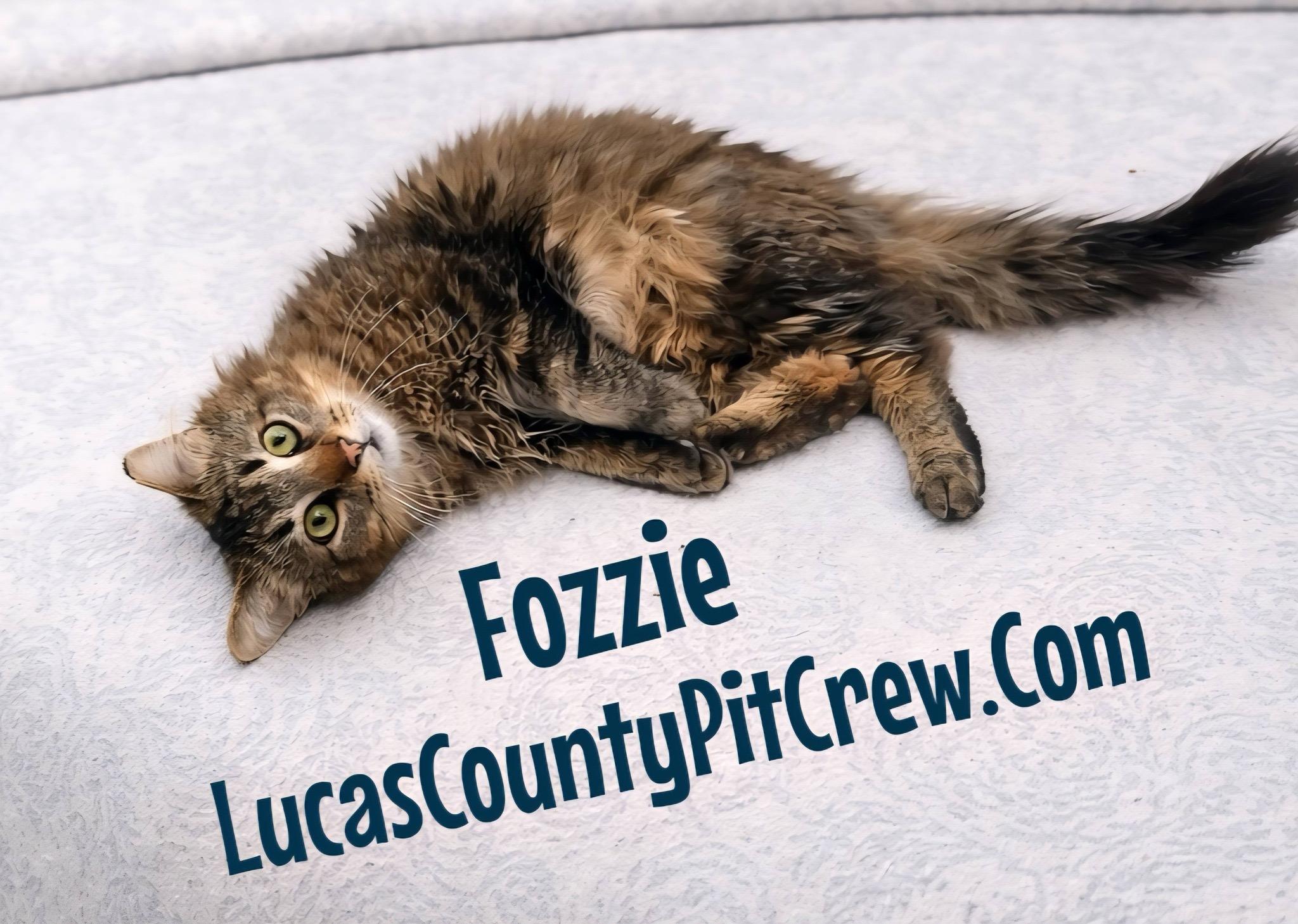 Fozzie, an adopted mixed breed in Toledo, OH image 2/2