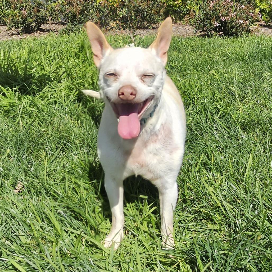 Asher, Adoptable, Senior Male Chihuahua.