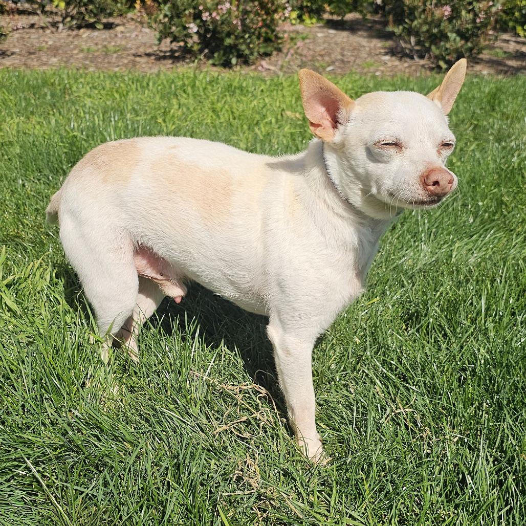 Asher, a Adoptable Chihuahua in Apple Valley, CA image 2/3