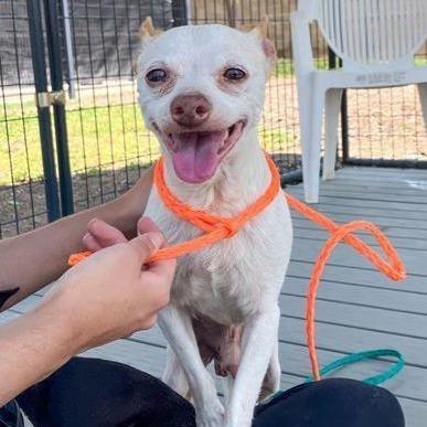 Asher, a Adoptable Chihuahua in Apple Valley, CA image 3/3