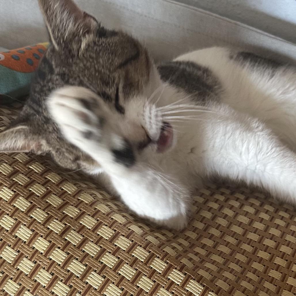 Enlarge Xander, a Adoptable Domestic Short Hair in Greenfield, IN image 1/6