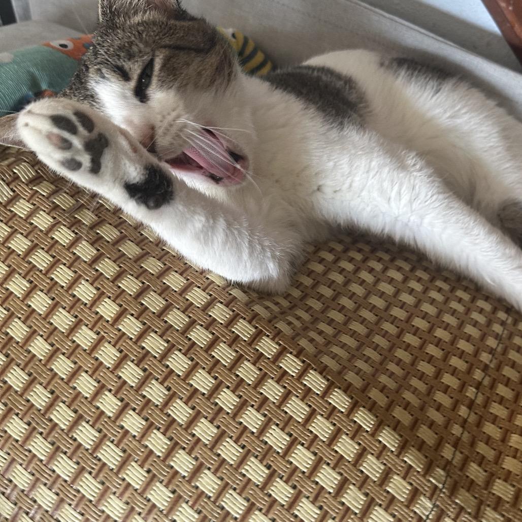 Enlarge Xander, a Adoptable Domestic Short Hair in Greenfield, IN image 2/6