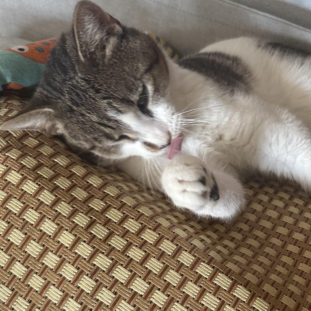 Enlarge Xander, a Adoptable Domestic Short Hair in Greenfield, IN image 3/6