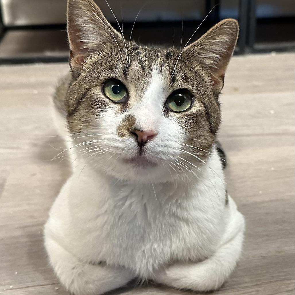 Enlarge Xander, a Adoptable Domestic Short Hair in Greenfield, IN image 4/6