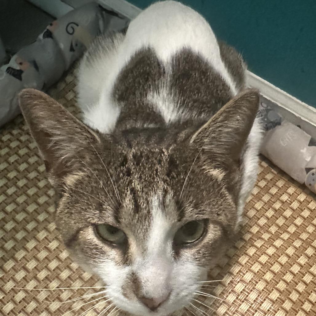 Enlarge Xander, a Adoptable Domestic Short Hair in Greenfield, IN image 5/6