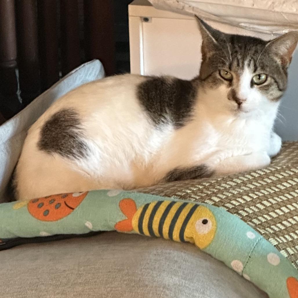 Enlarge Xander, a Adoptable Domestic Short Hair in Greenfield, IN image 6/6
