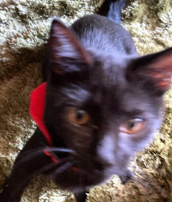 Baby Too bonded with Apollo, Adoptable, Adult Female Domestic Short Hair.