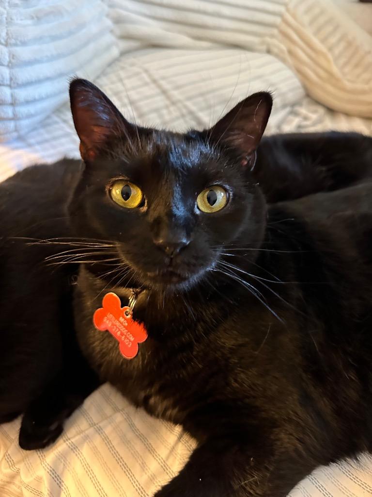 Baby Too bonded with Apollo, a Adoptable mixed breed in Lake Forest, CA image 2/6