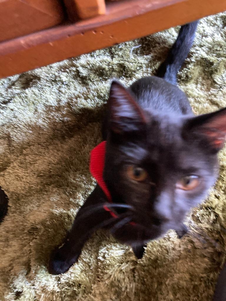 Baby Too bonded with Apollo, Adoptable, Adult Female Domestic Short Hair.