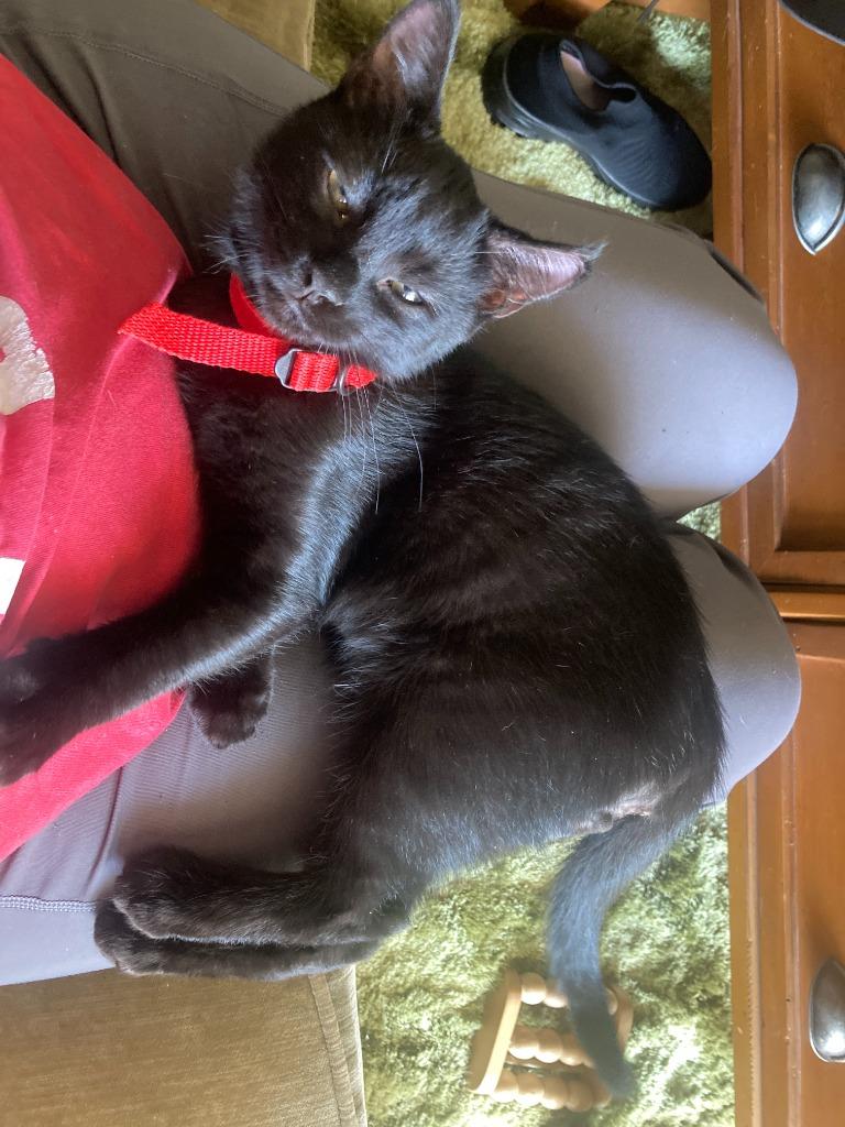 Baby Too bonded with Apollo, a Adoptable mixed breed in Lake Forest, CA image 4/6