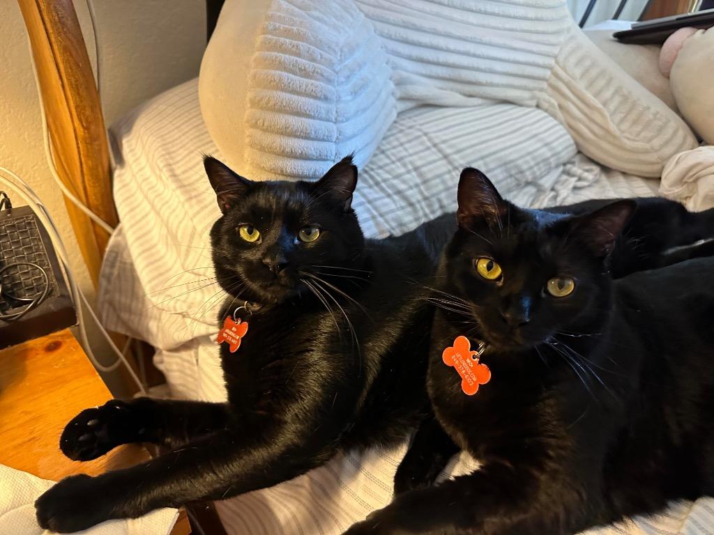 Baby Too bonded with Apollo, a Adoptable mixed breed in Lake Forest, CA image 6/6