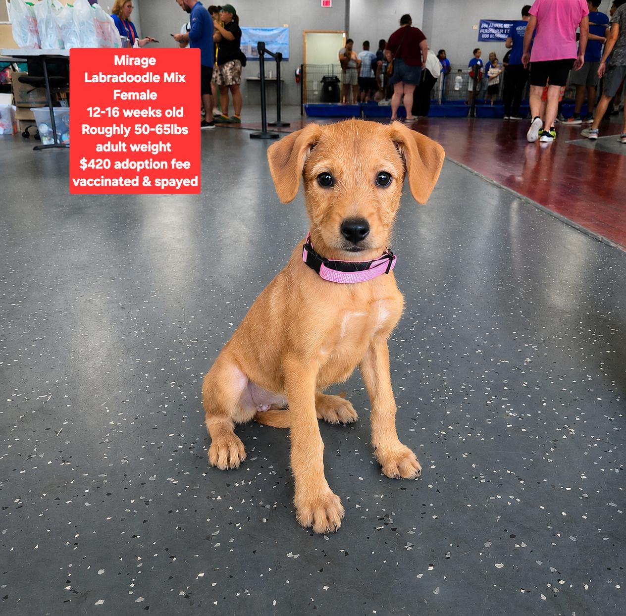Mirage, adopted, Puppy Female Labradoodle.