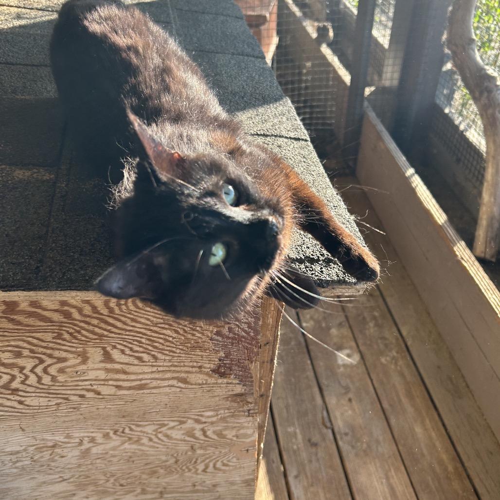 Porsche, a Adoptable Domestic Short Hair in Nampa, ID image 1/4