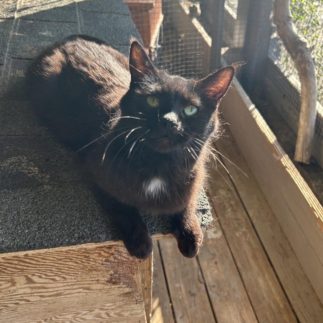 Porsche, a Adoptable Domestic Short Hair in Nampa, ID image 2/4