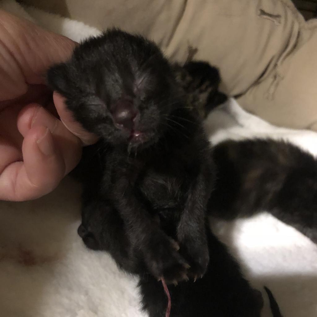 Porsche, a Adoptable Domestic Short Hair in Nampa, ID image 3/4