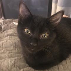 Porsche, a Adoptable Domestic Short Hair in Nampa, ID image 4/4