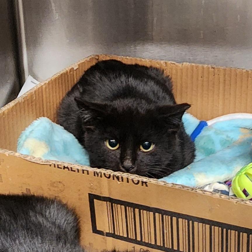 Enlarge Caboodle, a Adoptable Domestic Short Hair in Evensville, TN image 1/2