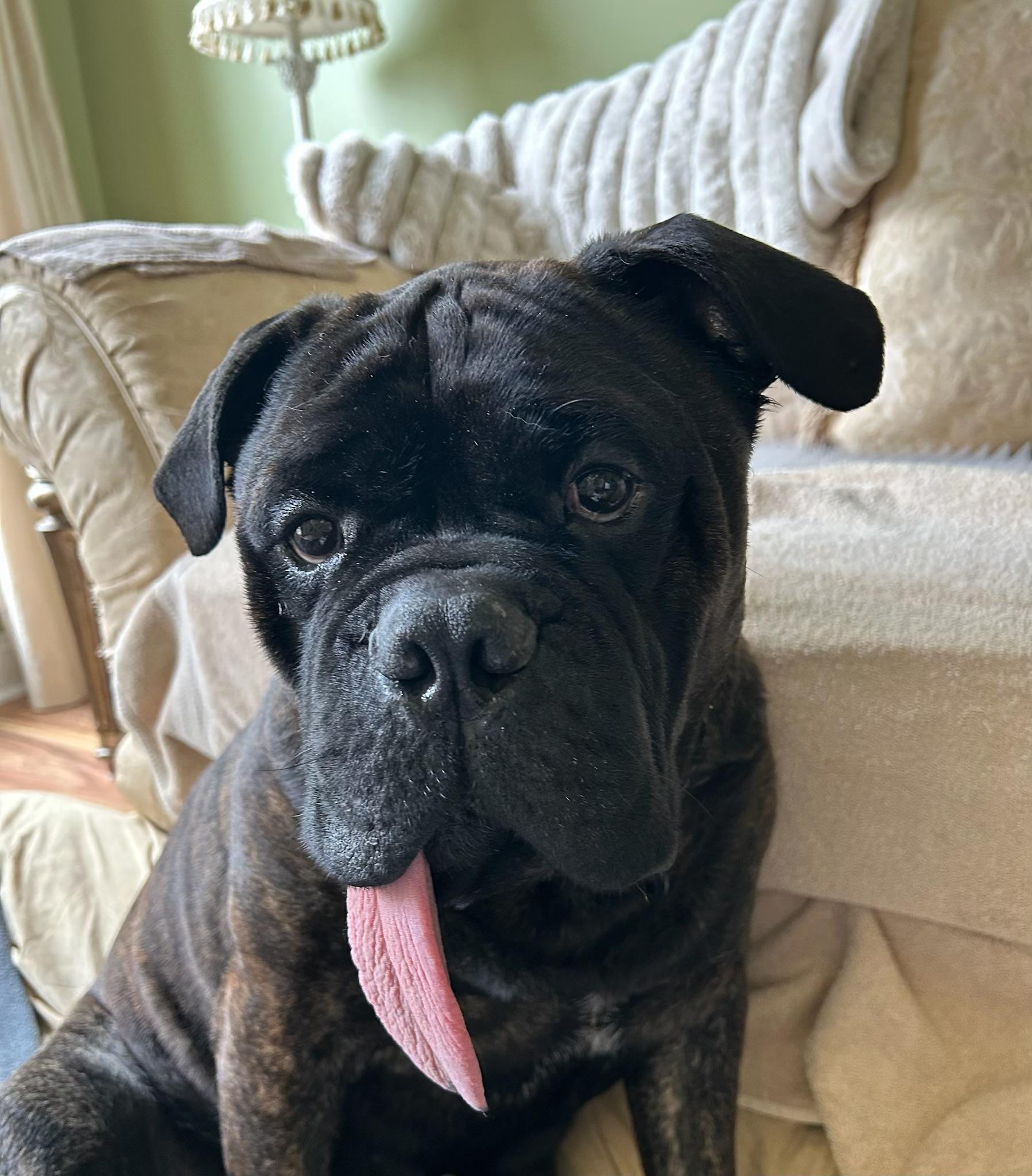 Oliver, Adoptable, Adult Male Bullmastiff.