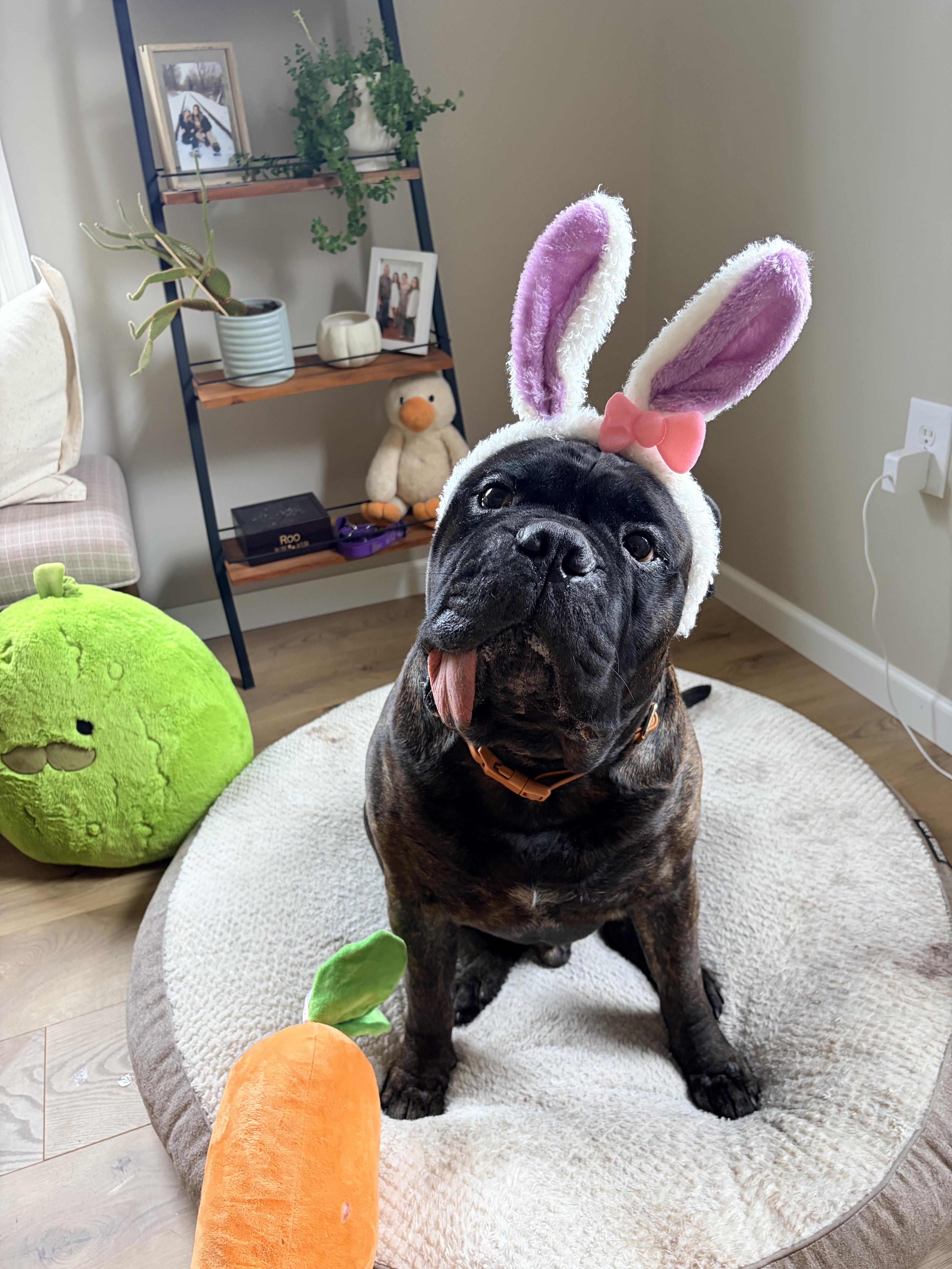 Oliver, a Adoptable Bullmastiff in Pottersville, NJ image 2/3