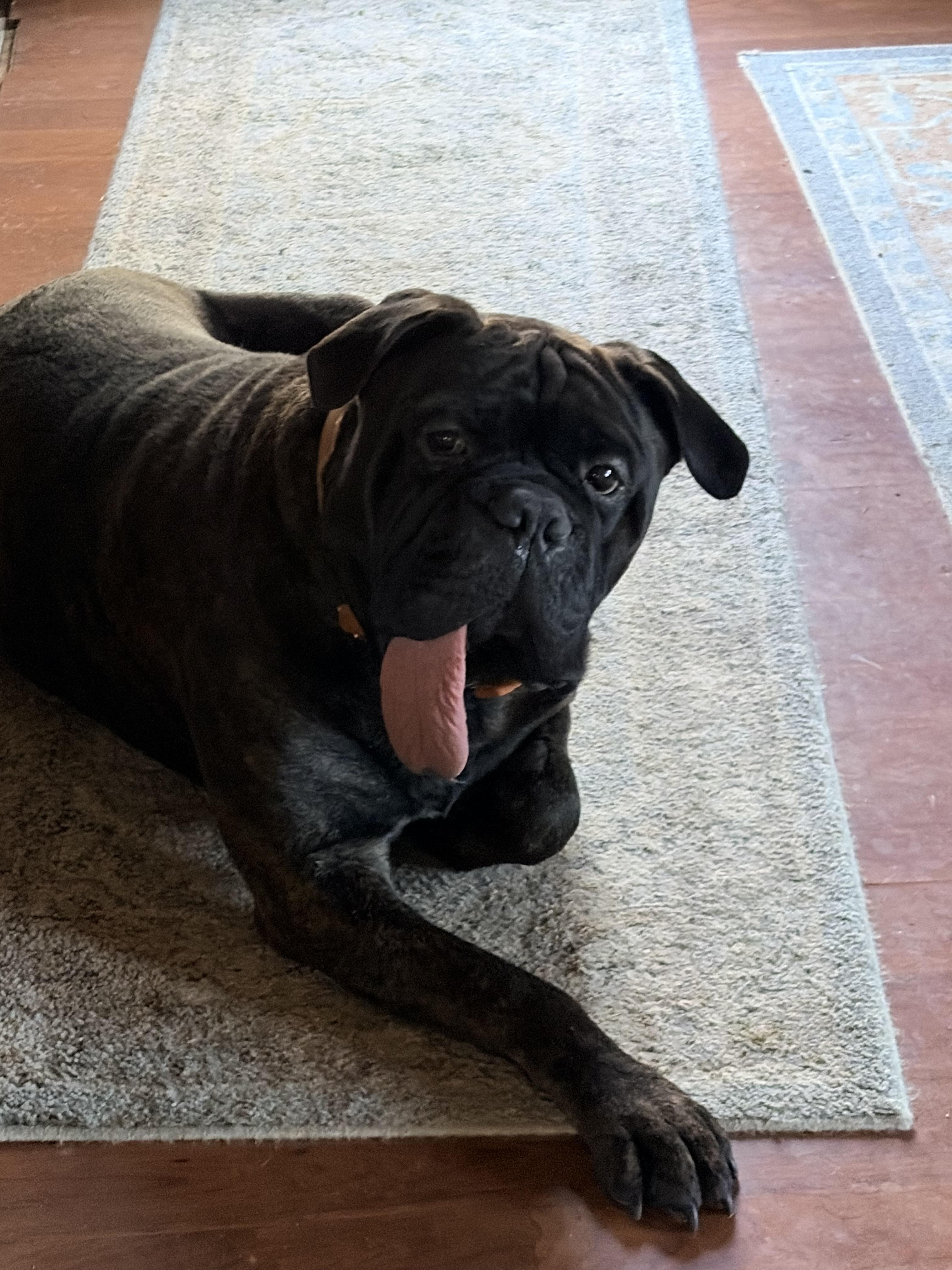 Oliver, a Adoptable Bullmastiff in Pottersville, NJ image 3/3