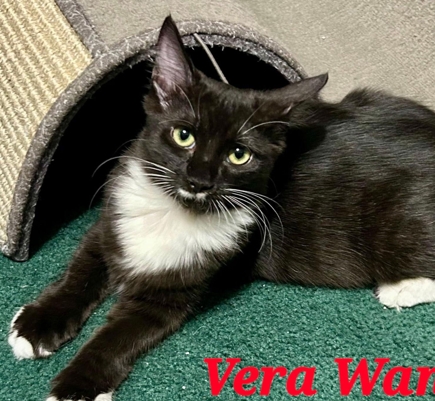 Vera, Adoptable, Young Female Domestic Short Hair.