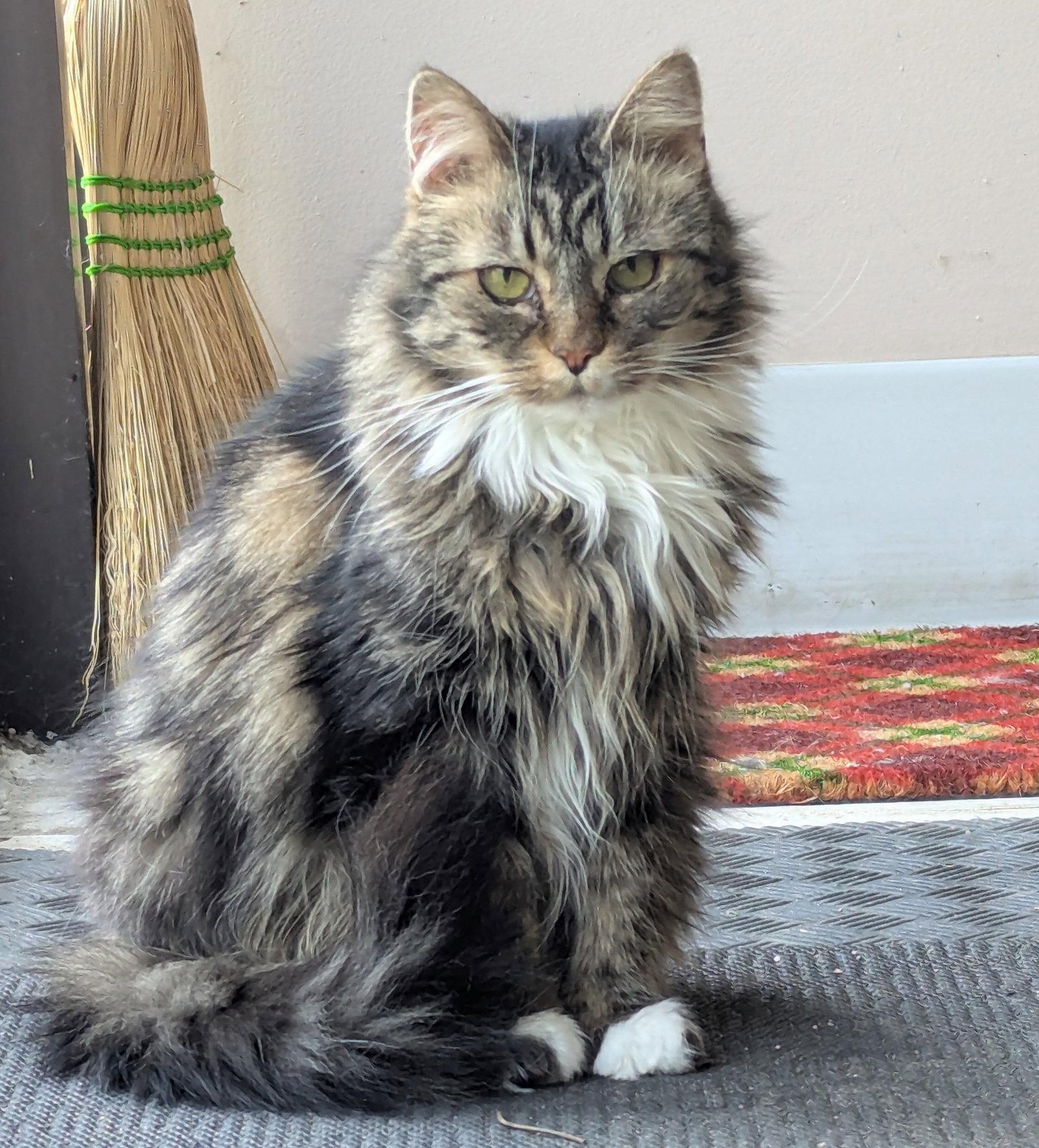 Penny, Adoptable, Senior Female Domestic Long Hair.