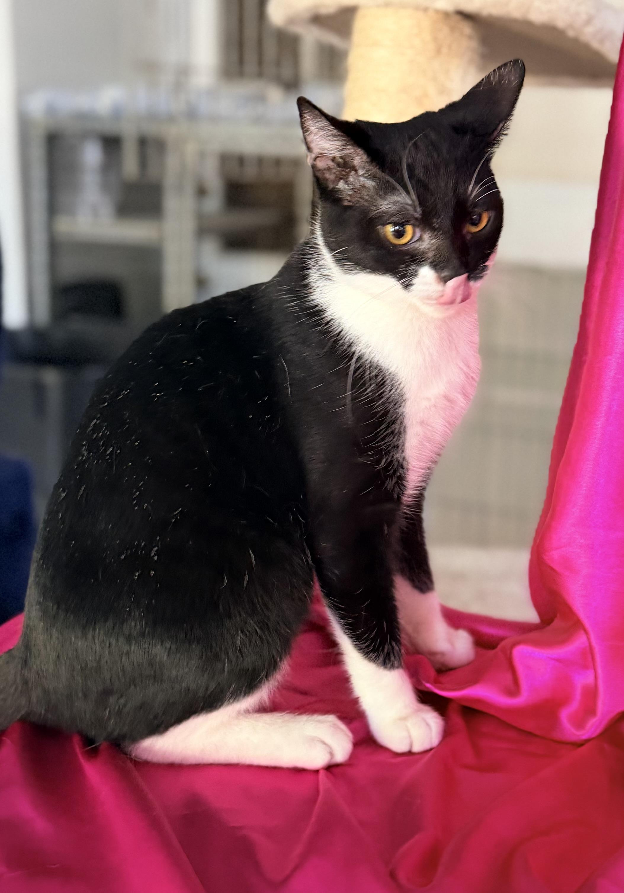Enlarge LONDON, a ADOPTABLE Domestic Medium Hair in Rowland Heights, CA image 2/3