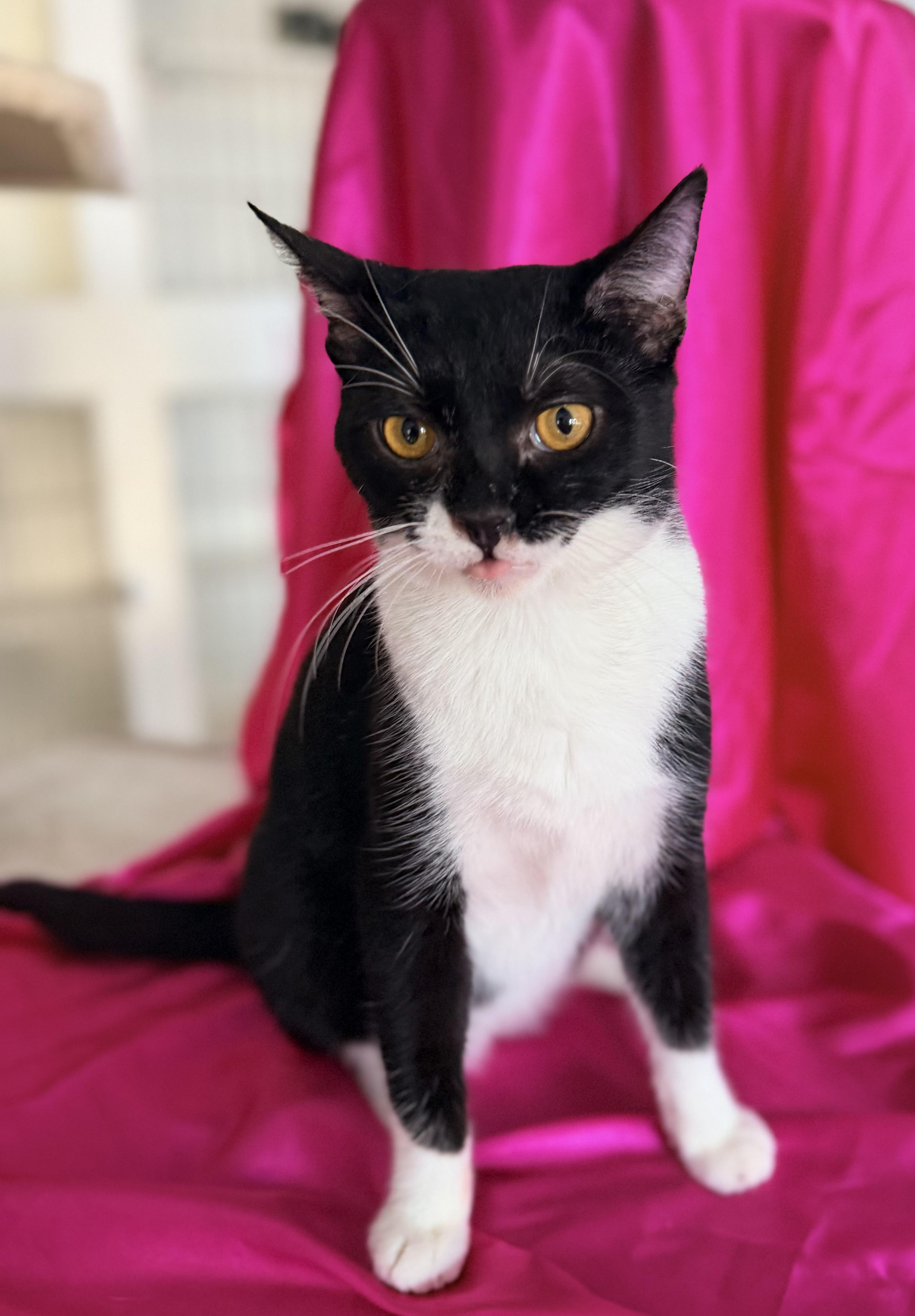 Enlarge LONDON, a ADOPTABLE Domestic Medium Hair in Rowland Heights, CA image 3/3