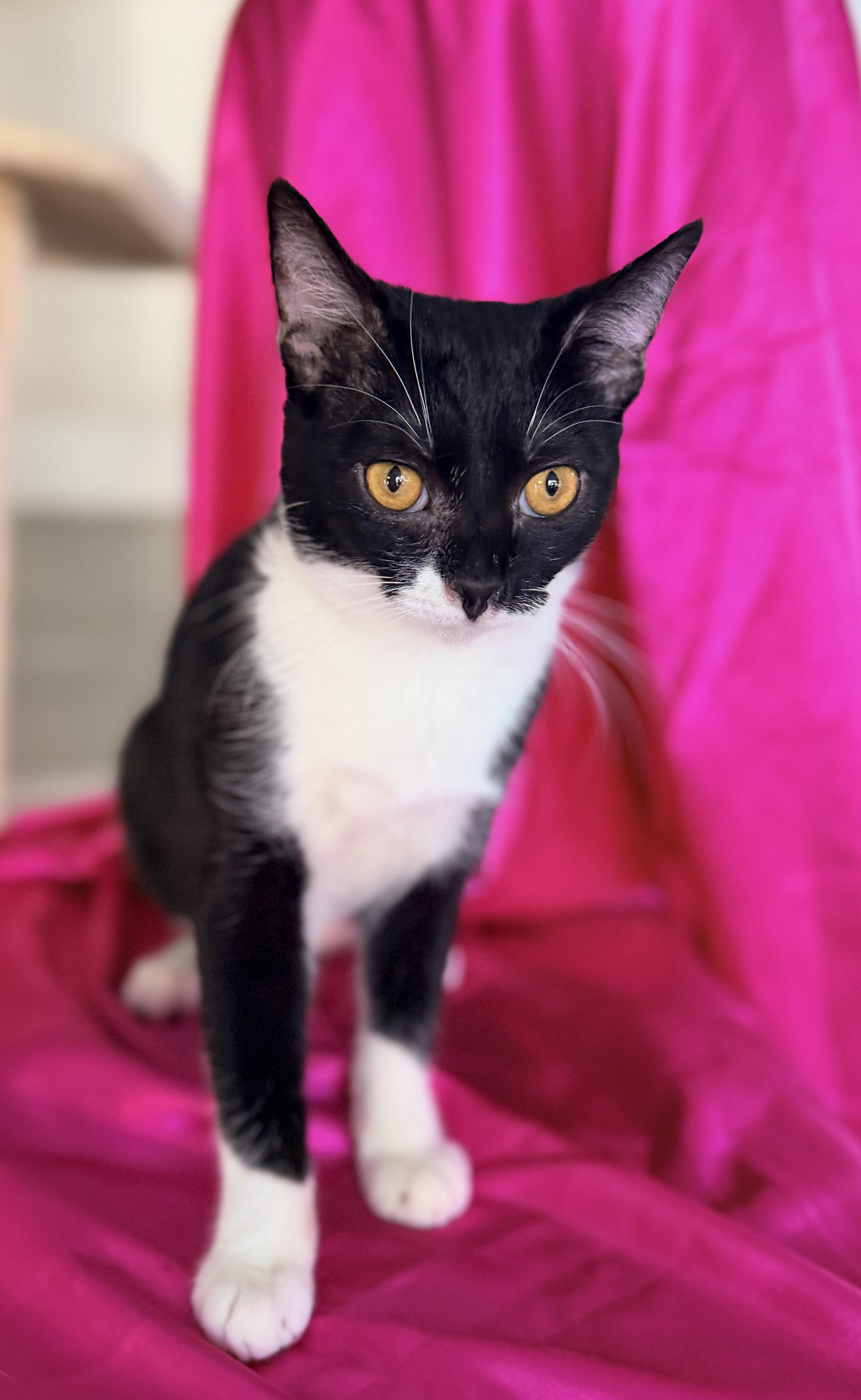 Enlarge LONDON, a ADOPTABLE Domestic Medium Hair in Rowland Heights, CA image 1/3