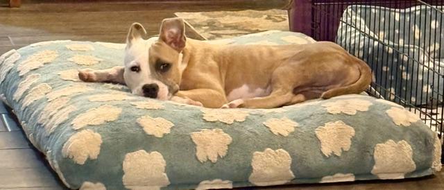 Lionel, ADOPTABLE, Puppy Male Pit Bull Terrier & American Staffordshire Terrier.