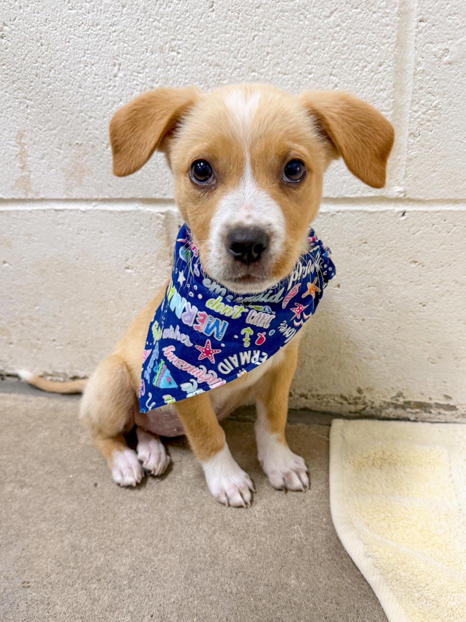 Jelly Fish, a Adoptable Mixed Breed in Sanford, NC image 1/3