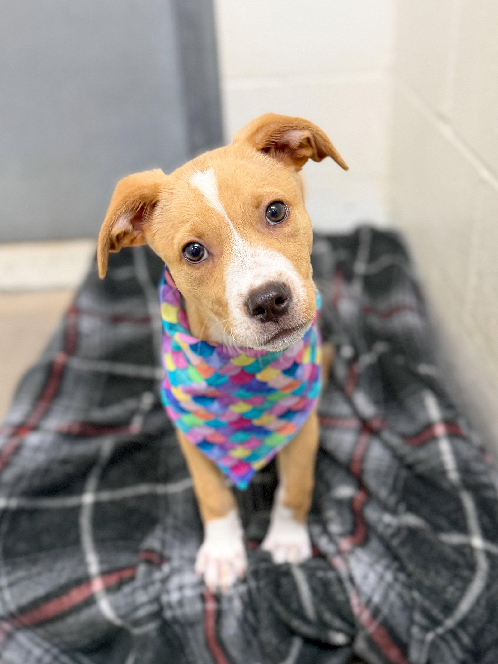 Jelly Fish, a Adoptable Mixed Breed in Sanford, NC image 2/3