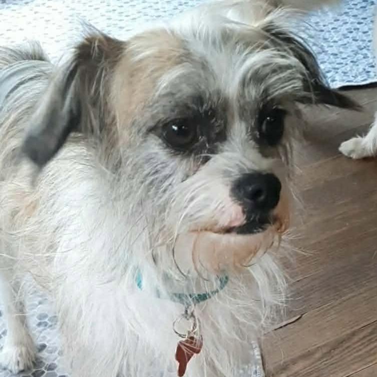 Mugsy, Adoptable, Young Male Terrier & Mixed Breed.
