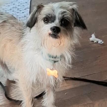 Enlarge Mugsy, a Adoptable mixed breed in Olathe, KS image 2/6