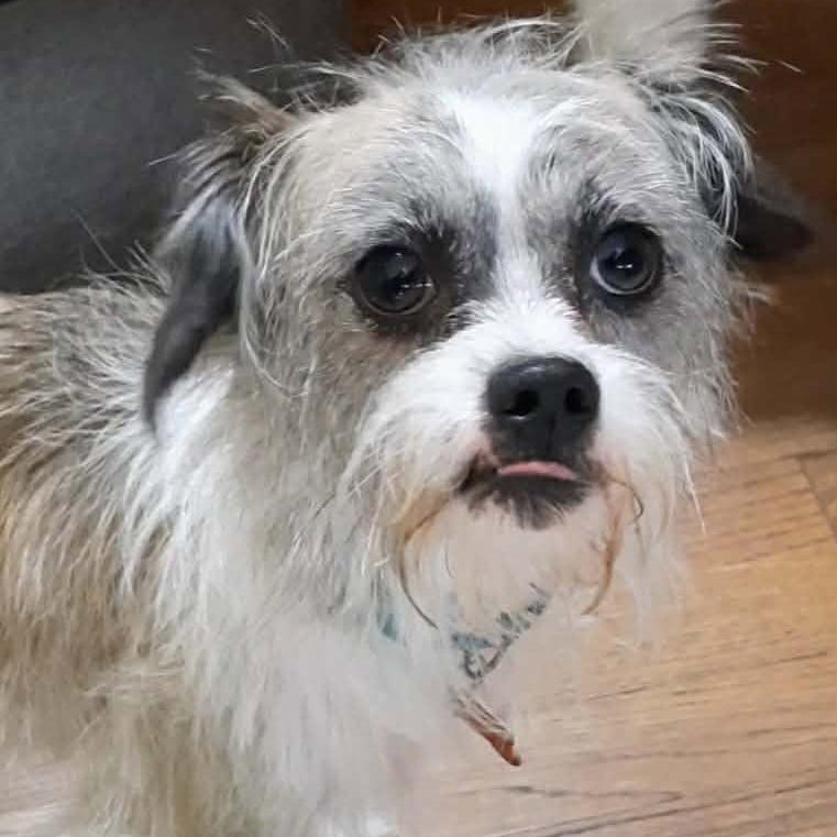 Enlarge Mugsy, a Adoptable mixed breed in Olathe, KS image 3/6