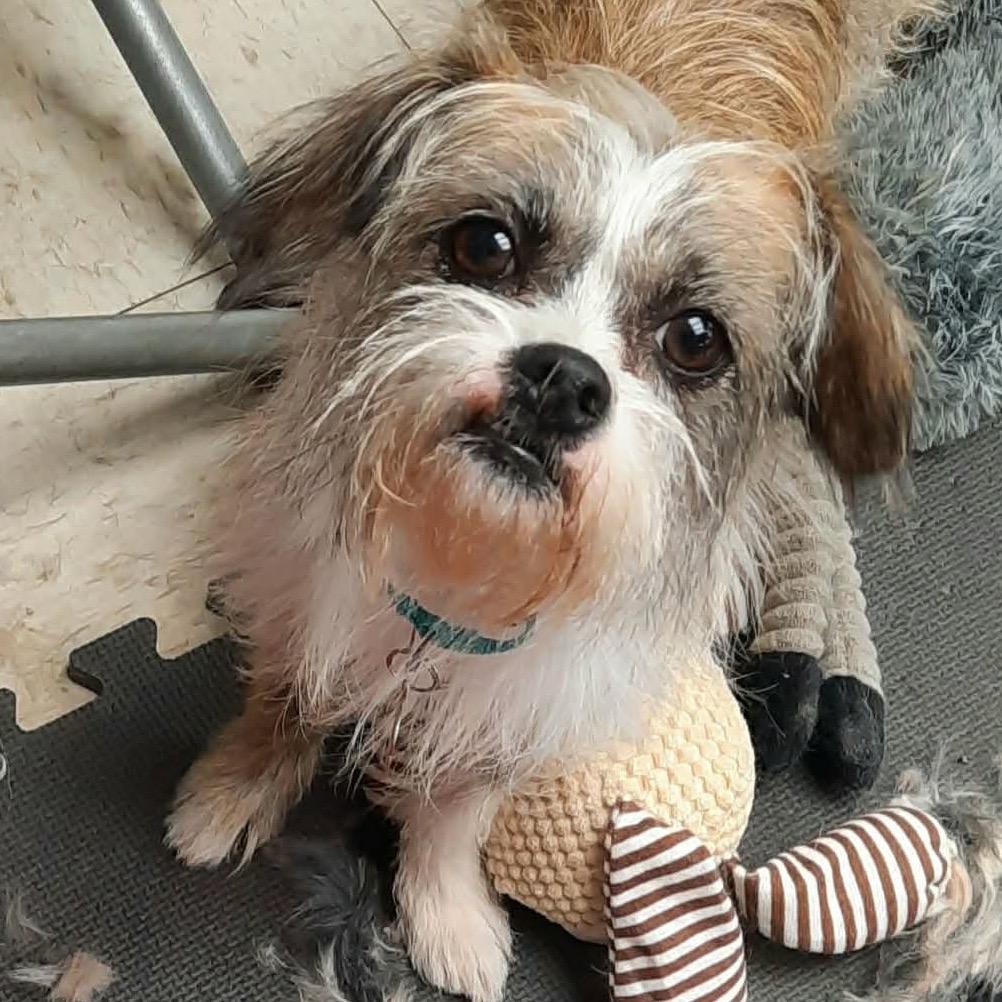 Enlarge Mugsy, a Adoptable mixed breed in Olathe, KS image 4/6