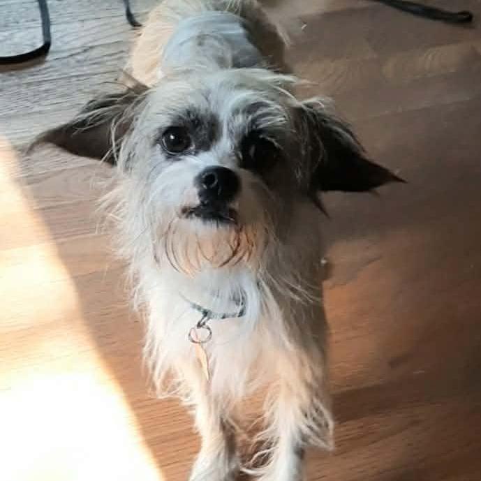 Enlarge Mugsy, a Adoptable mixed breed in Olathe, KS image 5/6