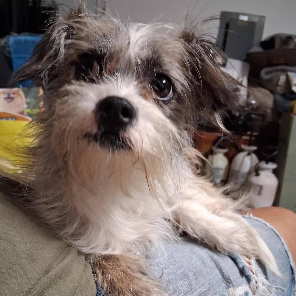 Enlarge Mugsy, a Adoptable mixed breed in Olathe, KS image 6/6