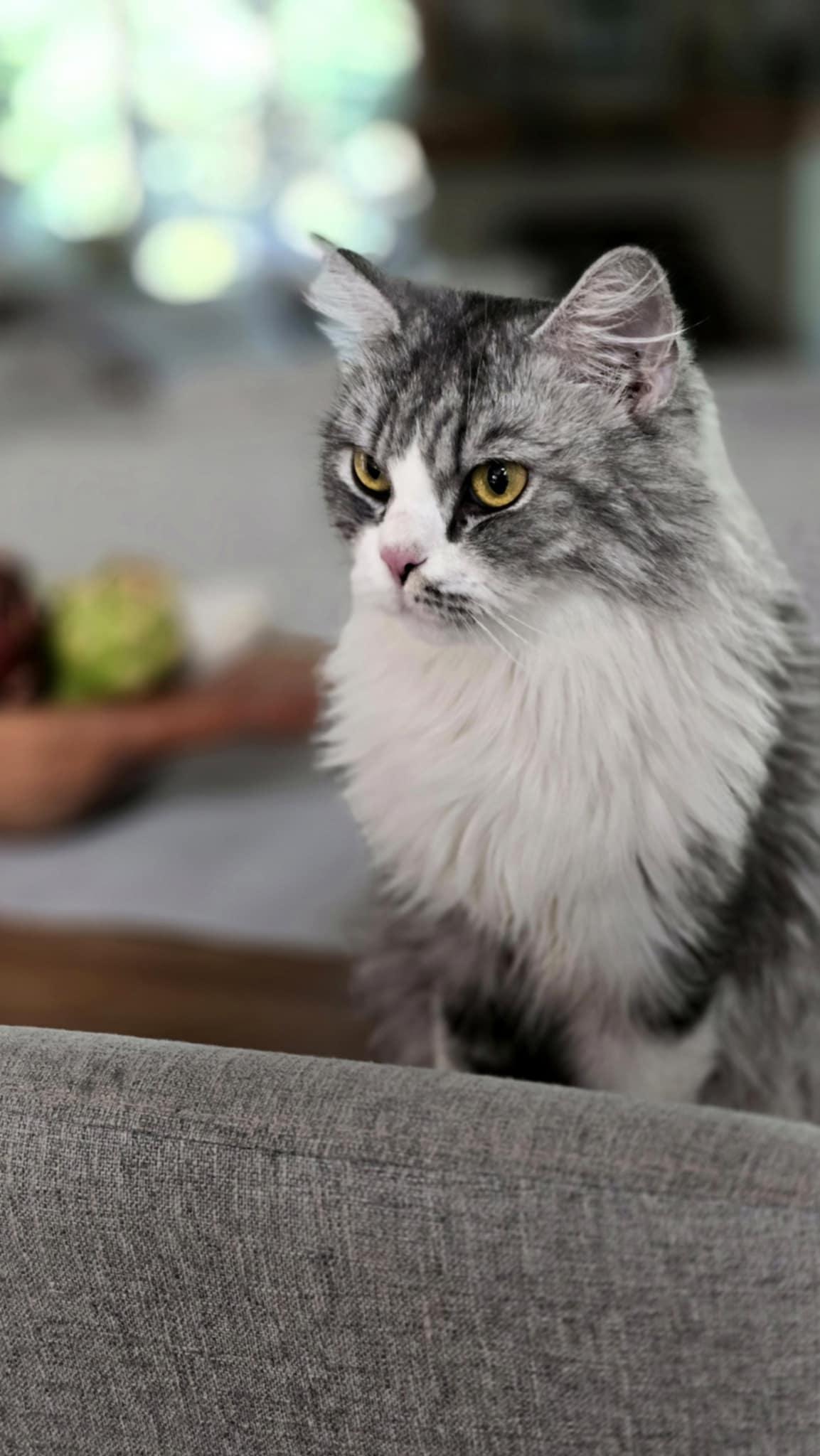 Roupa, a Adopted Persian in Mississauga, ON image 3/6