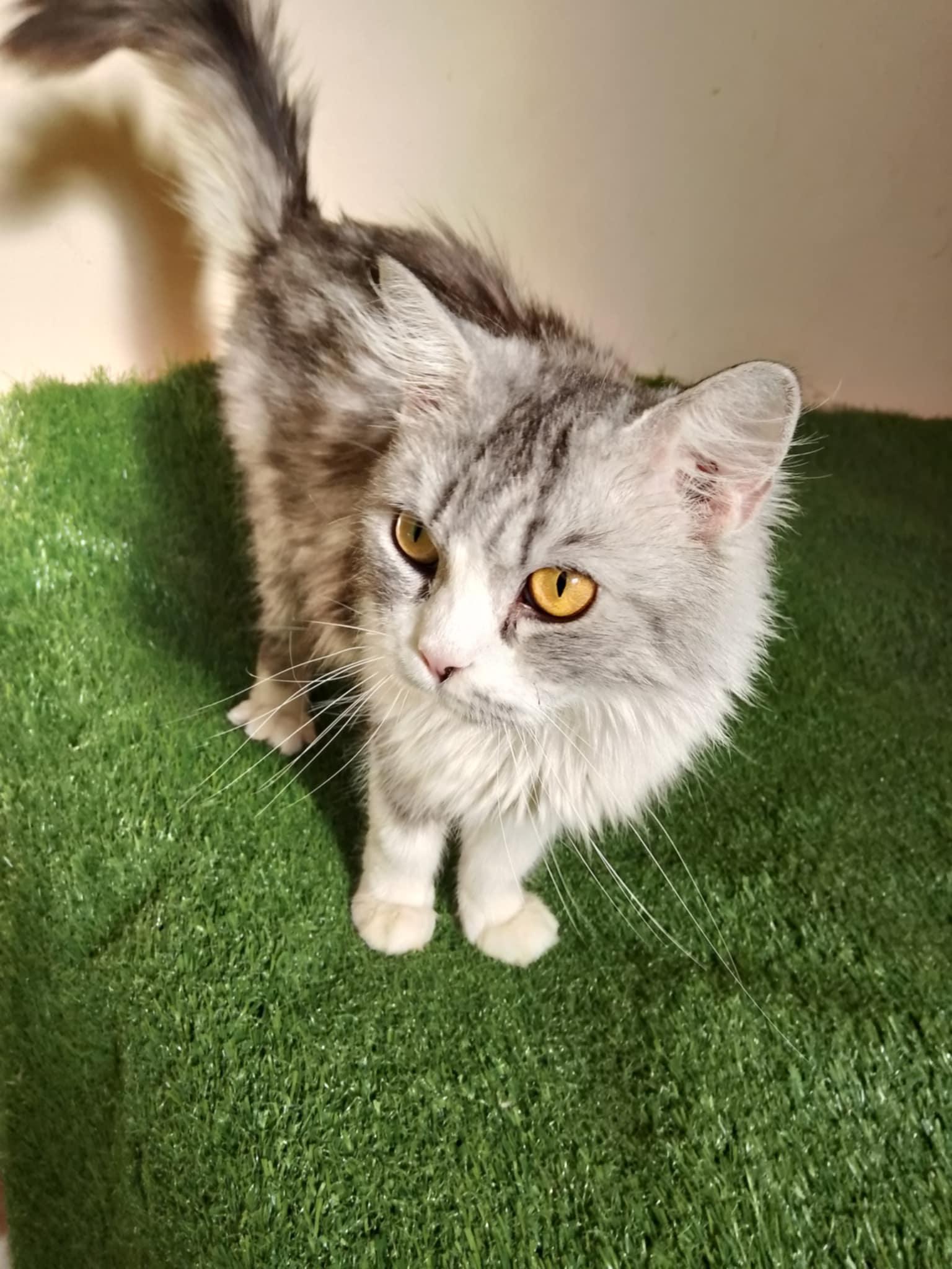 Roupa, a Adopted Persian in Mississauga, ON image 6/6