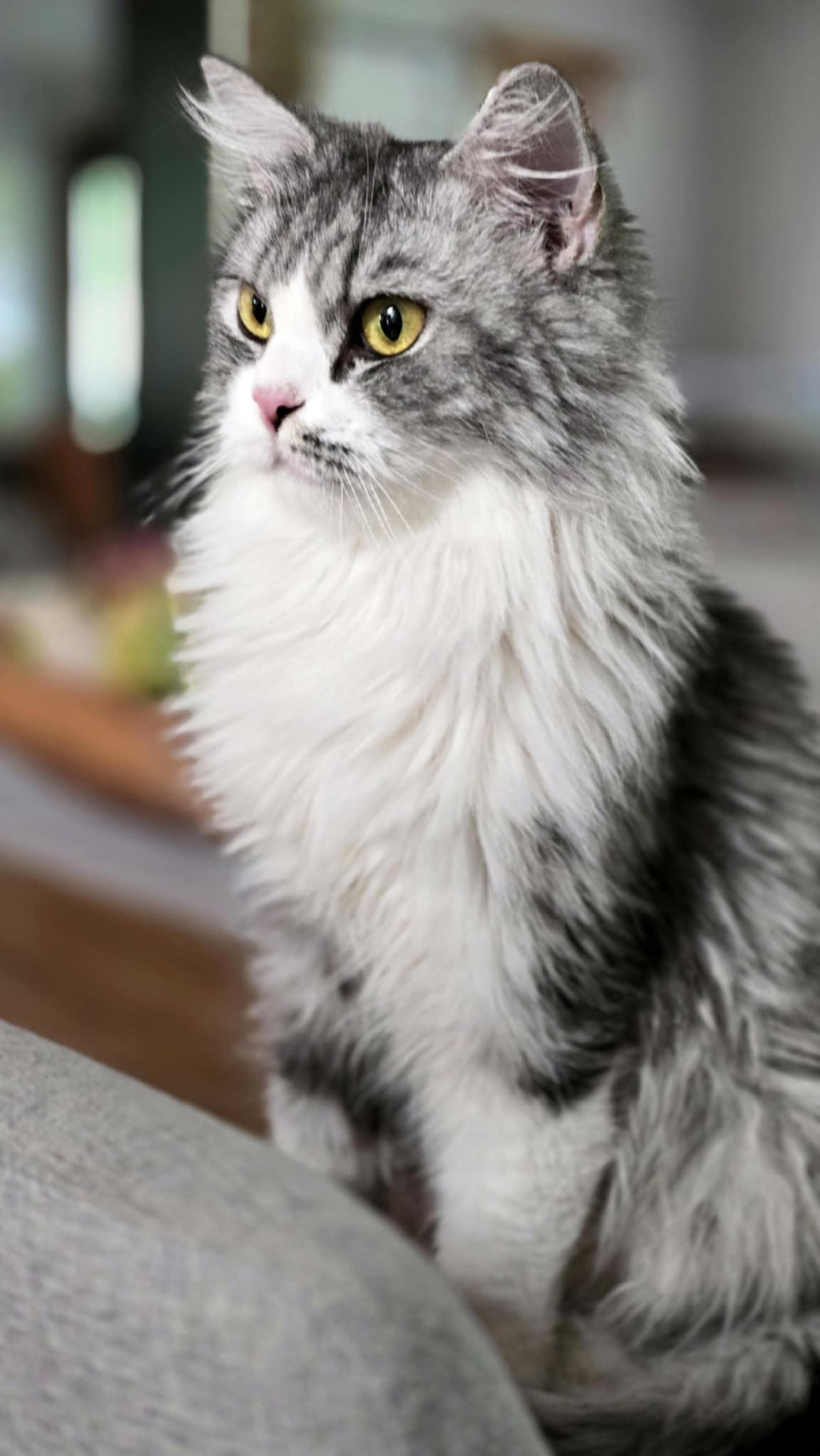 Roupa, a Adopted Persian in Mississauga, ON image 4/6