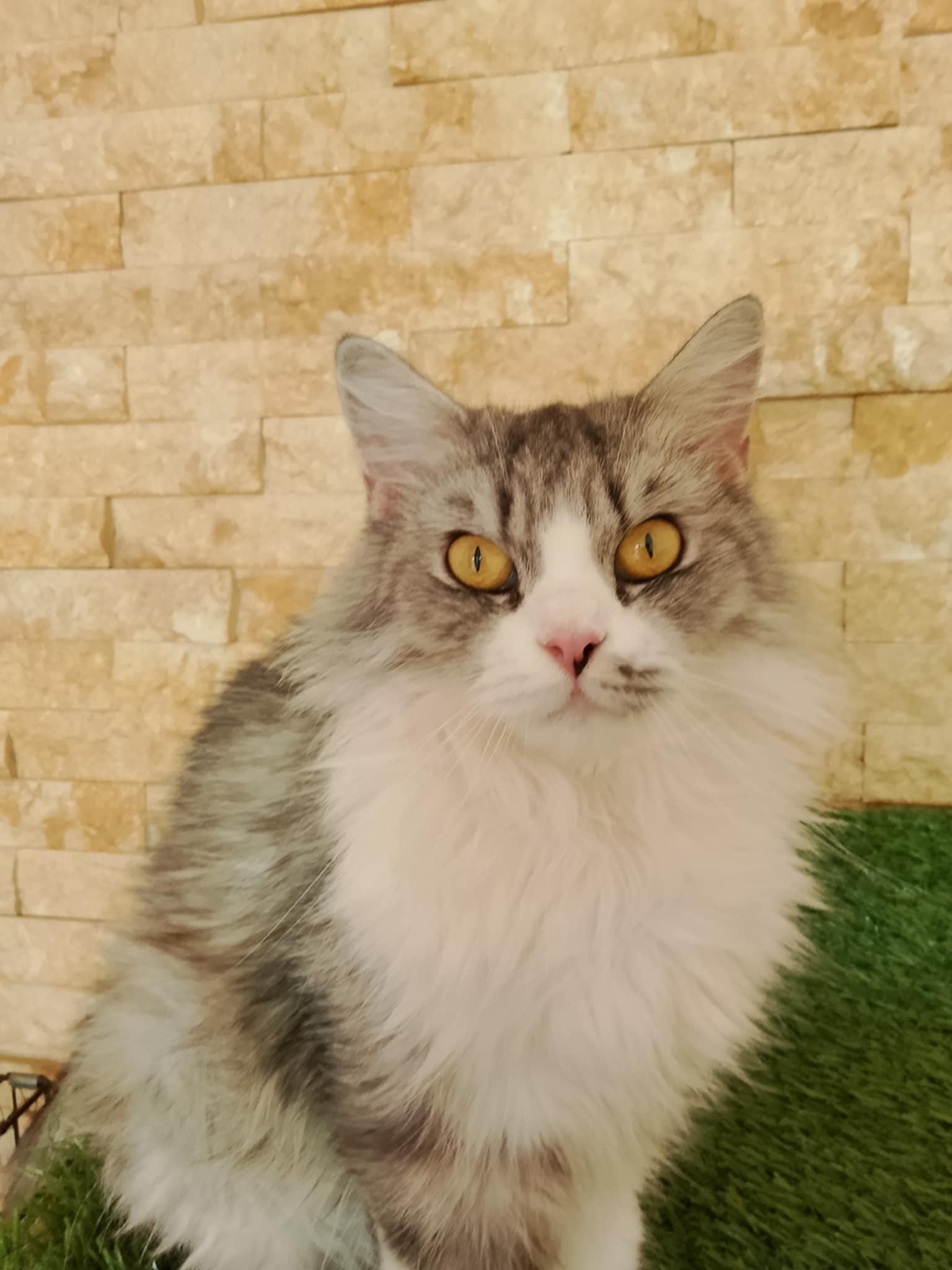 Roupa, a Adopted Persian in Mississauga, ON image 5/6