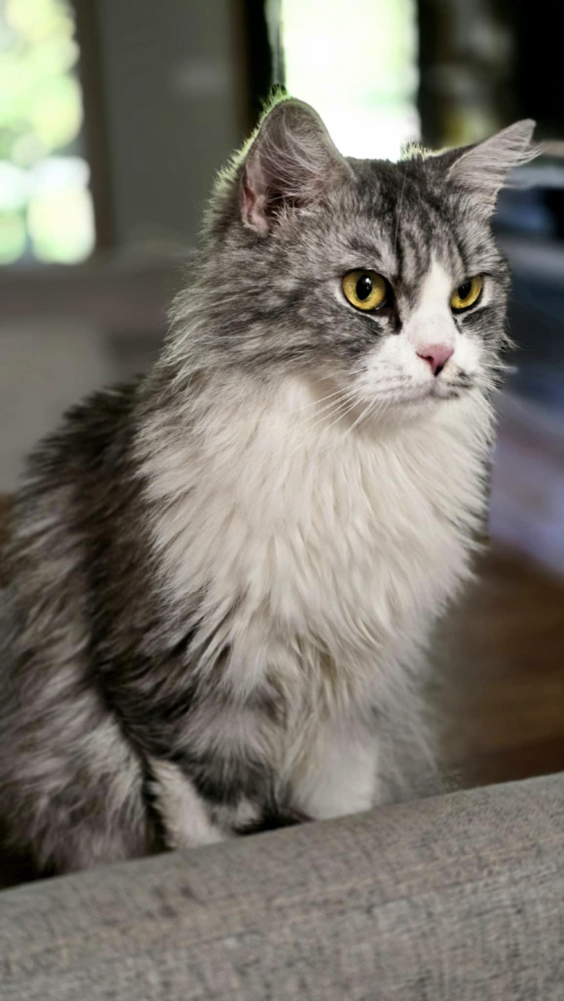 Roupa, a Adopted Persian in Mississauga, ON image 2/6