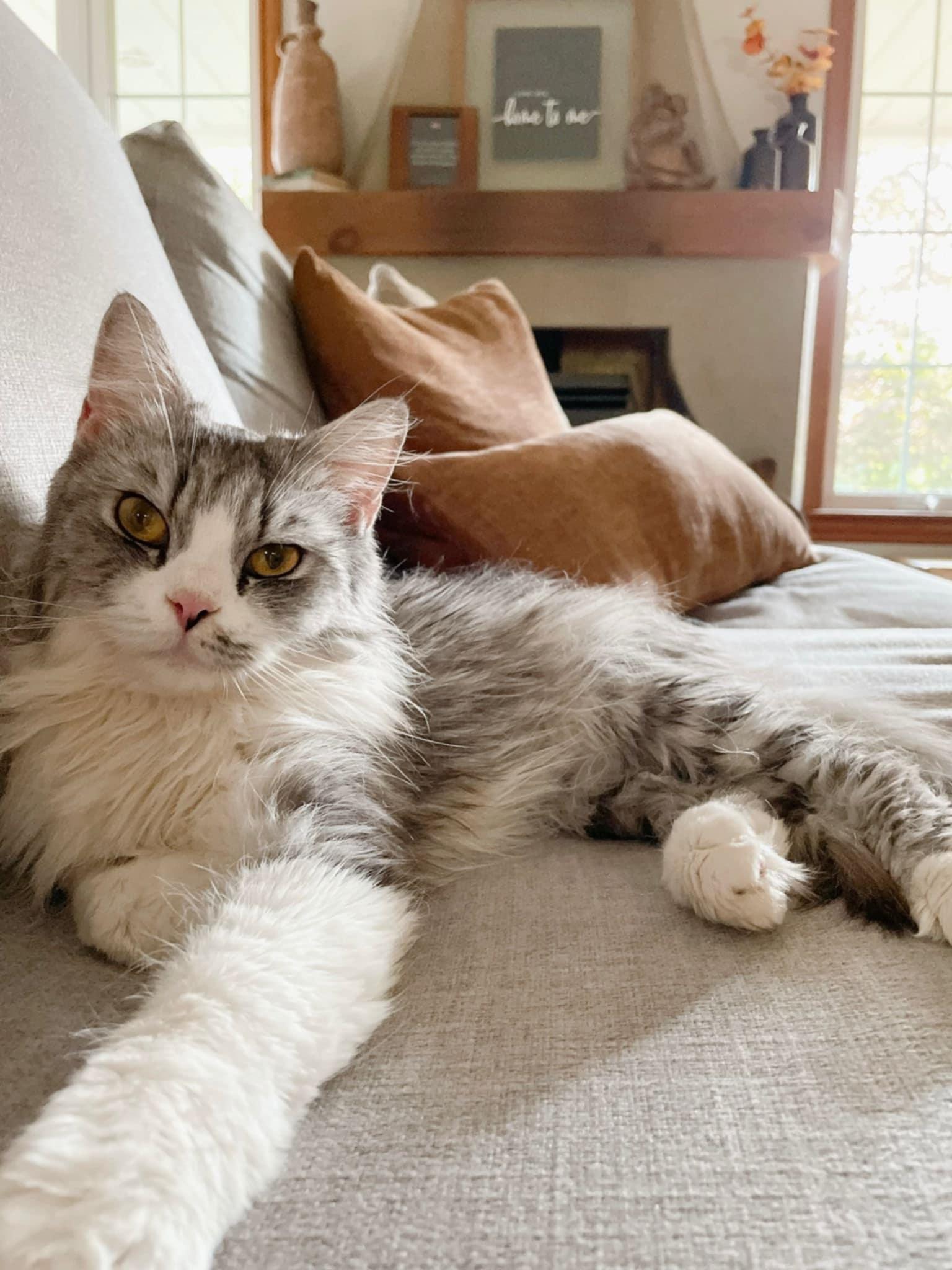 Roupa, a Adopted Persian in Mississauga, ON image 1/6