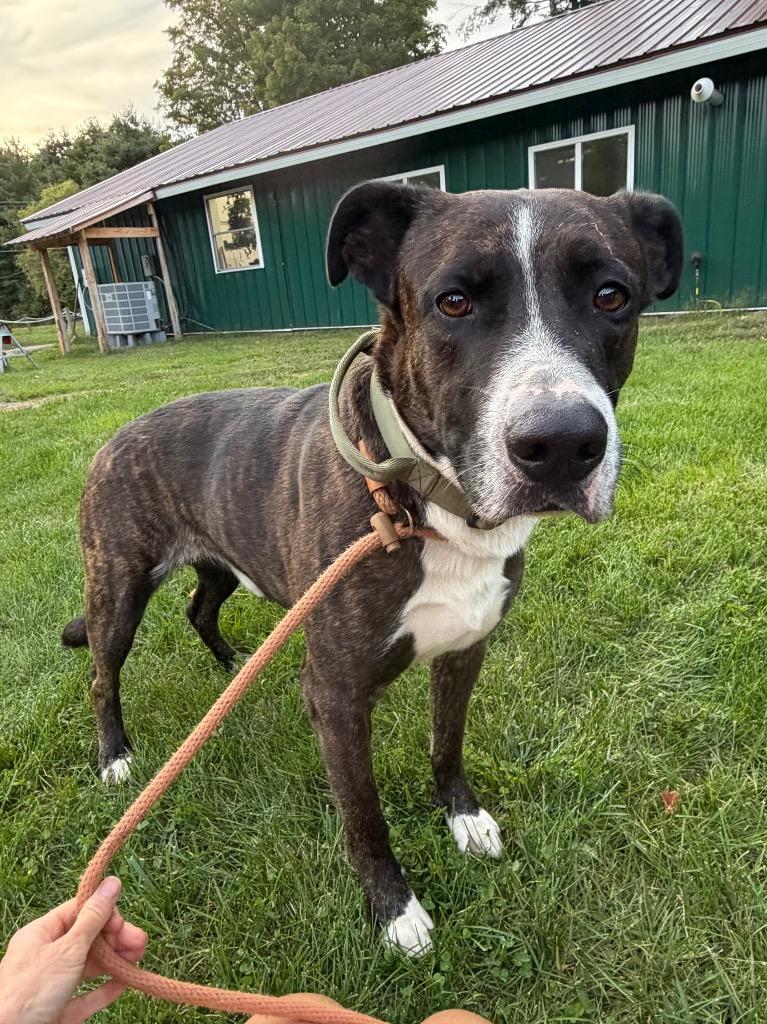Sparky, Adoptable, Adult Male Terrier.