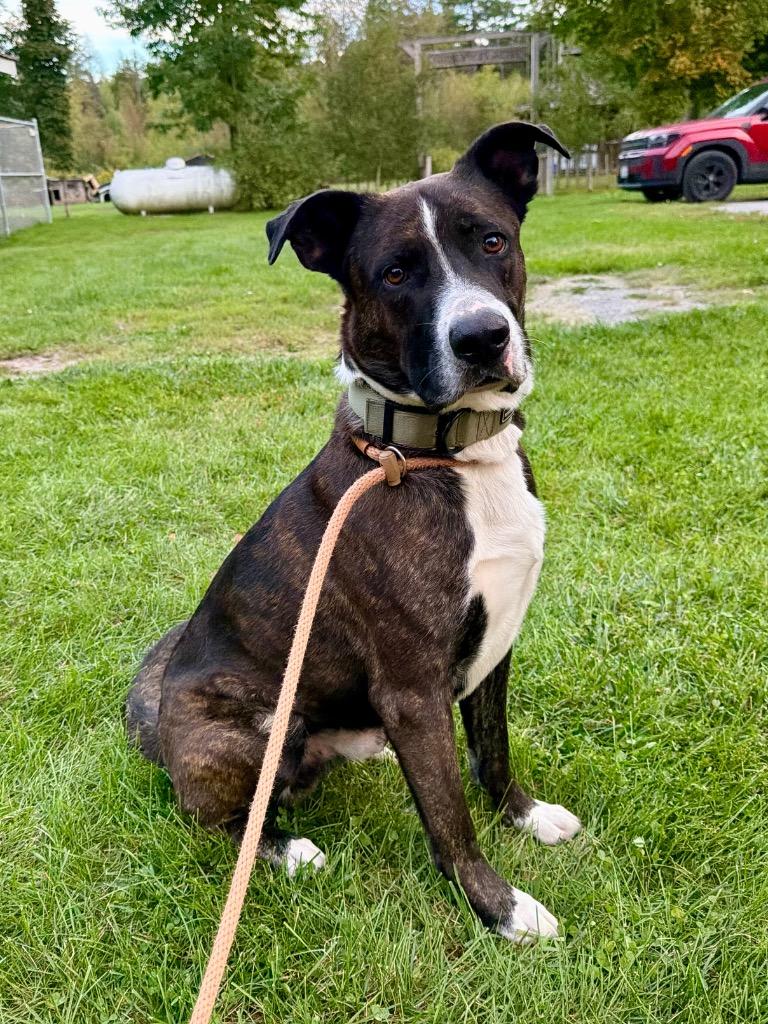 Enlarge Sparky, a Adoptable Terrier in Glenfield, NY image 2/5
